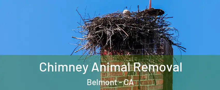  Chimney Animal Removal Belmont - CA