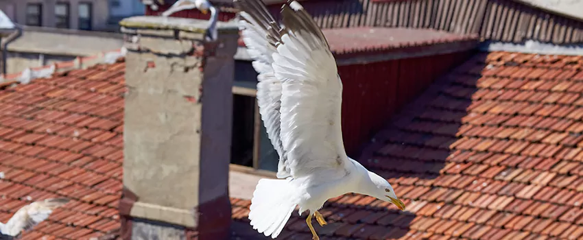 Residential Chimney Animal Removal Solution in Belmont, CA